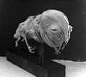 Third Stage Guild Navigator