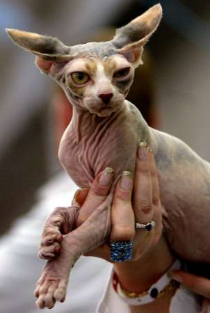 ugly cat pictures. Thursday Zombie Cat Blogging -